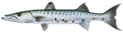 100种鱼类的图片和名称，100种常见鱼类名称（最常见的50种食用鱼）