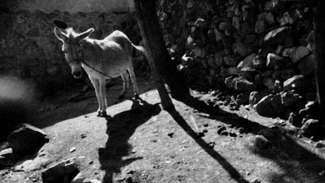 黑雀子怎么形成的/怎样去除黑雀，悄子好方法（母驴）