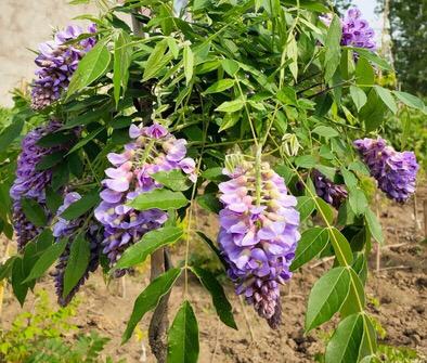 适合庭院养的紫藤花，阳台、院子就种一棵紫藤
