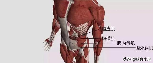 侧腹肌锻炼方法，侧面的腹肌怎么练好呢（这6个动作帮你强化腹部侧面的肌肉）