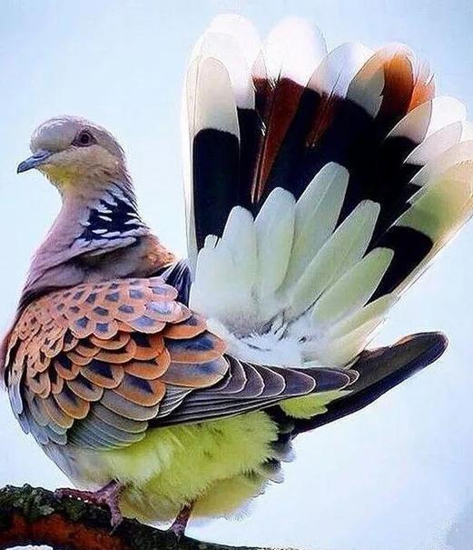 世界鸽子品种大全，地球最美鸽子大全