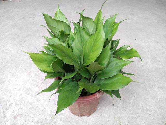 万年青的养殖方法，盆栽万年青的养殖方法（万年青种植的方法这么简单）