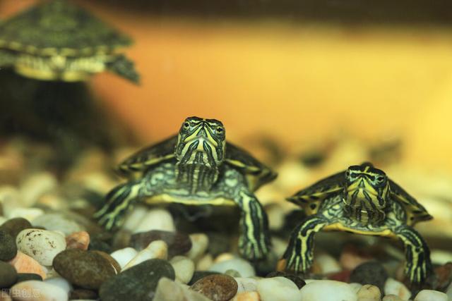 乌龟得了白眼病，乌龟得白眼病的原因（乌龟得了白眼病怎么治疗最有效）