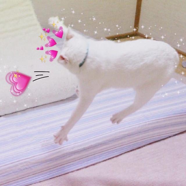 可爱搞怪的猫咪头像微信，可爱搞怪的猫咪头像（搞怪猫咪头像表情包）