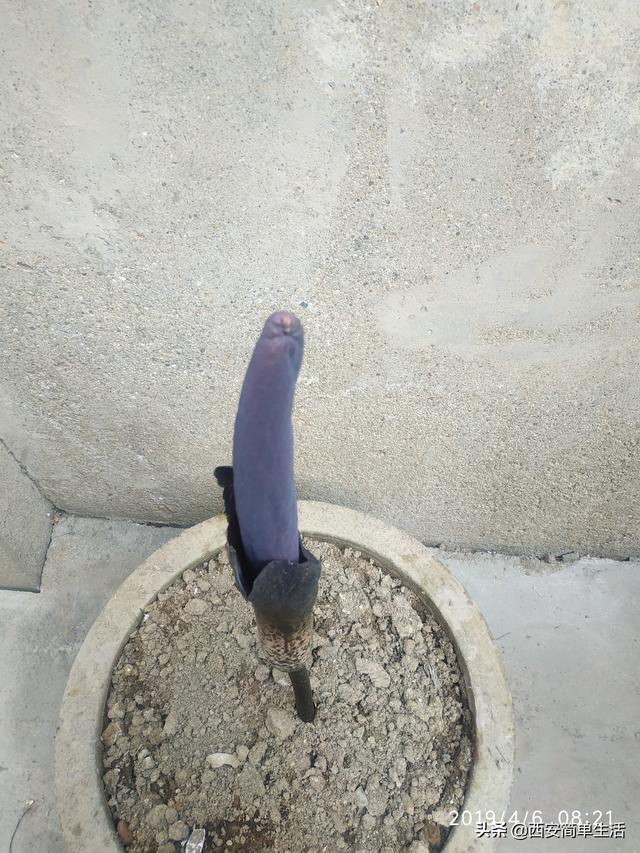 中国大的魔芋产地，魔芋产地陕西（四年才开一次花的魔芋）