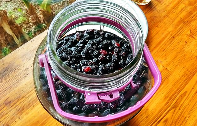 桑葚泡酒的正确方法，桑葚怎样泡酒（配方和做法教给你）