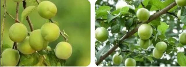 青梅竹马出自哪个典故，青梅竹马取自哪个典故（你知道是哪一种植物果实吗）