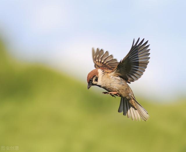 麻雀是国家二级保护动物吗，麻雀为什么养不活（曾经是四害之一的麻雀）
