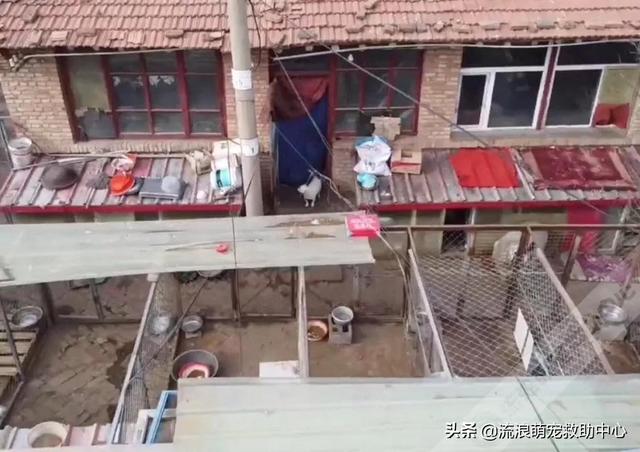 困28是什么，困28是什么意思（失明狗狗被小孩扔进水井）