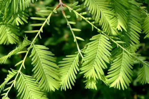 银杏水杉活化石是什么意思,银杏水杉活化石是什么意思呢劲使山活化石