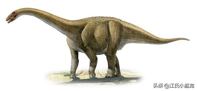 re网名的含义，Re微信昵称（2020古生物学家到底命名了多少种恐龙）