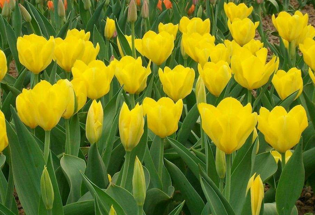 黄色郁金香的花语，黄色郁金香花语和寓意分别是什么（黄色郁金香花语你知几个）