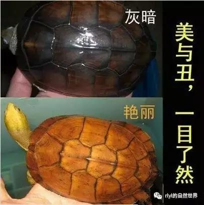 安徽三黄是哪三黄，三黄鸡有哪些（对选择的理解......）