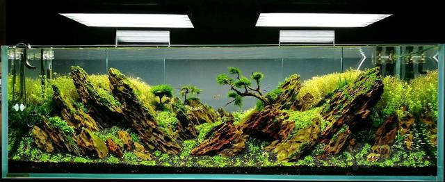 鱼缸底部铺什么好，鱼缸底部铺卵石养什么鱼（如何挑选一个合适自己的鱼缸）