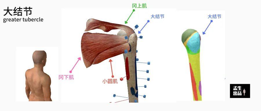 肱骨长是什么意思，股骨长是什么意思（肩关节肌骨解剖学——第三讲）