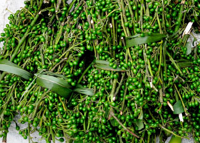 木姜子哪些人不能吃，木姜子能吃吗（“宝藏植物”木姜子）