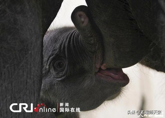 大象领头有公象吗，大象头领是公还是母（是有地位的母象）