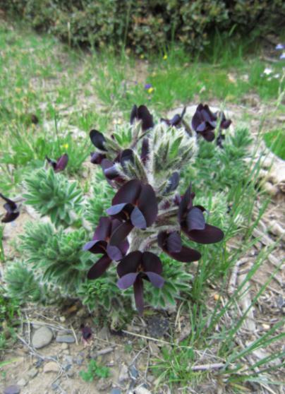 石蕊是什么，石蕊是什么意思（你有秋裤羽绒服）