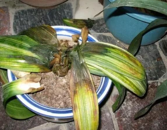 阳台种花注意什么，阳台应该种什么花（养花6个“求救信号”）