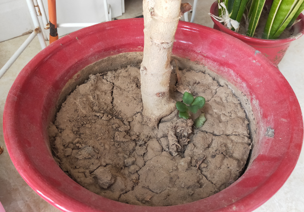 松松土，影响根系呼吸就学“这几招”松土（松松软软的意思）