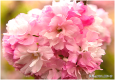 中国樱花有几个品种，中国樱花树品种（这81种樱花）