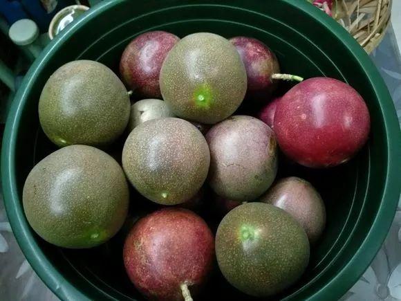 霸王花是火龙果的花吗，昙花、霸王花、火龙果花和令箭荷花的区别（奶奶把一根枝插土里）