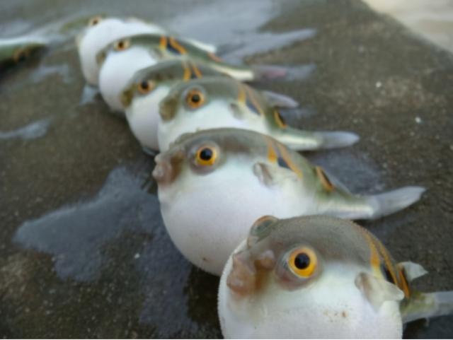 每天吃一条鱼的危害，每天吃一条鱼的危害大吗（5类鱼没营养）