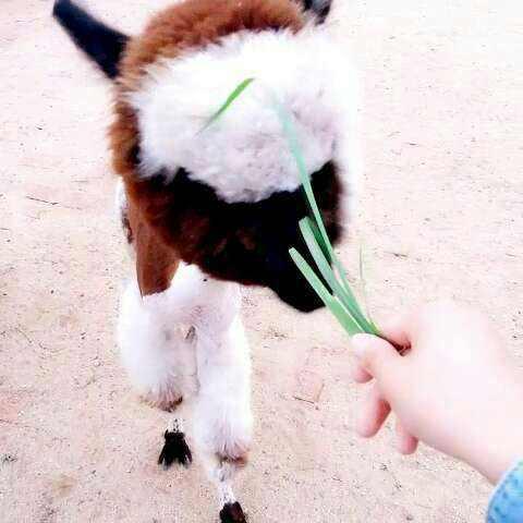 布尤网名，布尤微信昵称（太过合群宠物羊名字没有攻击性-可爱点）