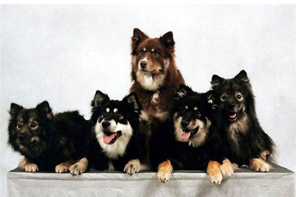 芬兰狐狸犬，长得像中型的阿拉斯加犬（芬兰狐狸犬图片）