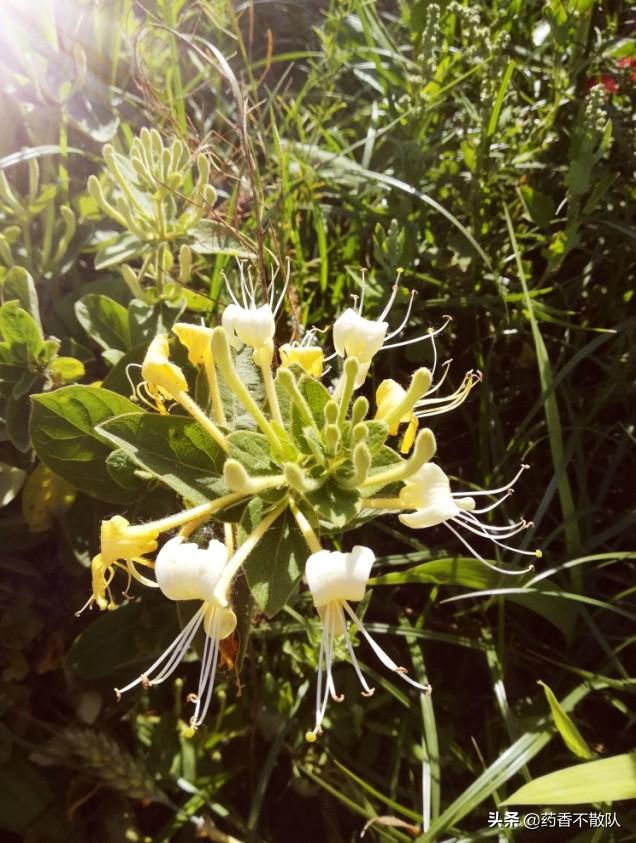金银花种植技术全过程，金银花栽培技术