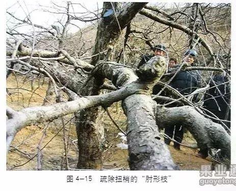 苹果树修剪技术，苹果树修剪技巧（苹果树“傻瓜式”修剪技术）