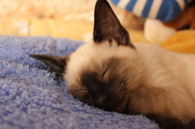 猫咪品种大全及图片，猫咪品种大全及价格（猫咪品种图片价格大全）