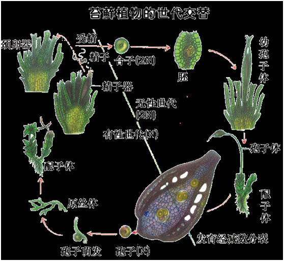 葫芦藓是什么植物,葫芦藓的科属(一次示例 葫芦藓
