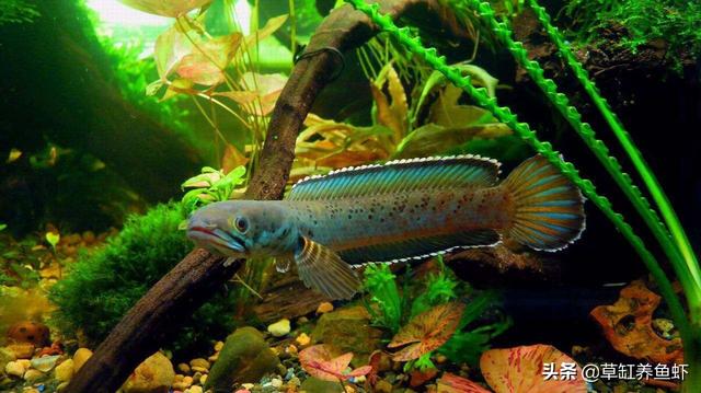 雷龙鱼水温多少合适，彩虹雷龙鱼水温多少合适（80缸养莫斯和雷龙）