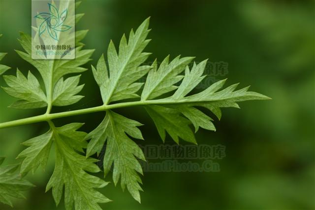 本草图经作者是谁，《本草图经》的作者（芎藭 蘼蕪 藁本）