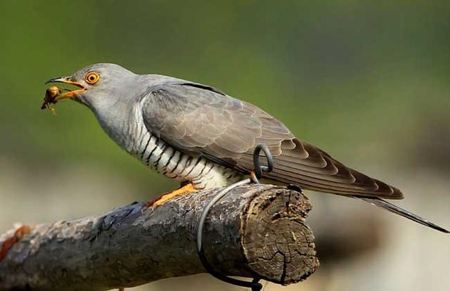 谆谆教诲的近义词，谆谆教诲近义词（大泽灵沼与后稷的传说）