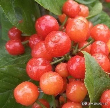 醋柳果的功效与作用，醋柳果的功效与作用及禁忌（国内有哪些小众特色水果）