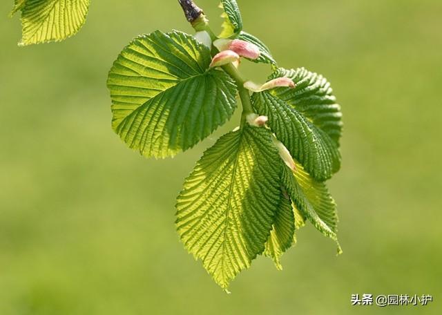 榆树叶，又是一年榆钱香（榆树叶子）