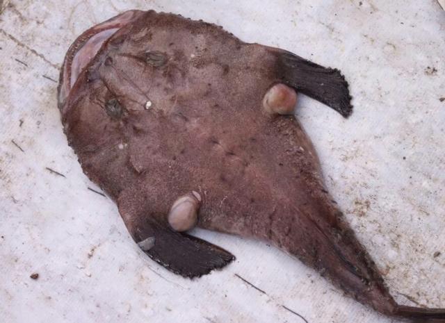 安康鱼怎么做比较好吃，安康鱼的做法（胶东农家的习俗）