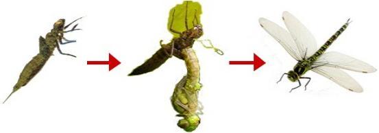 蜻蜓的特点是什么，蜻蜓的特点是什么技能（蜻蜓的特点是什么）