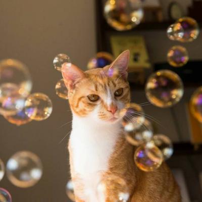 猫猫头像微信，猫猫头像（高清微信萌宠头像可爱小猫咪）