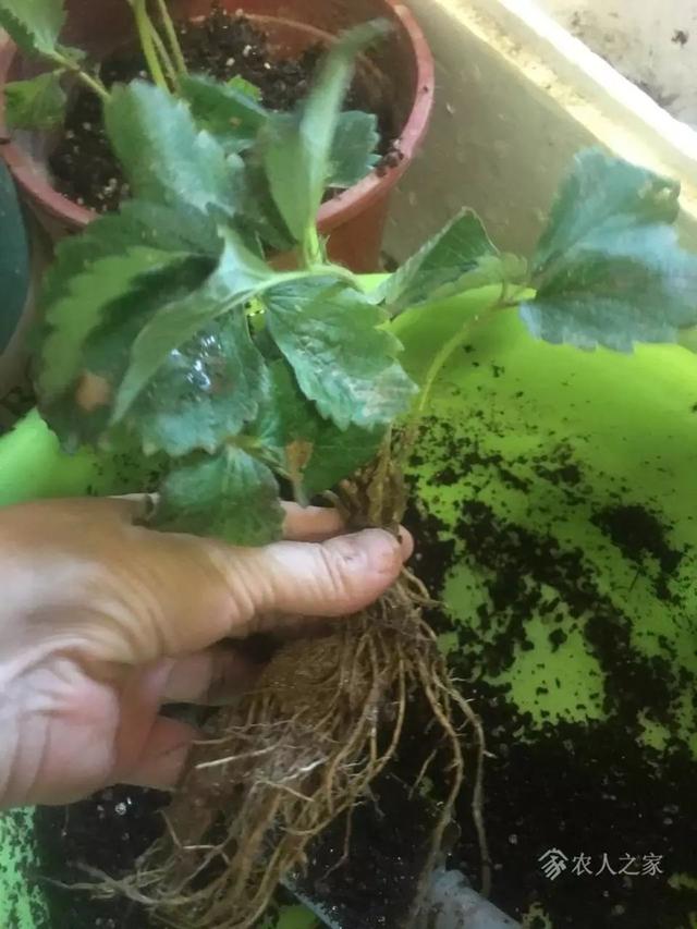 霸王花是火龙果的花吗，昙花、霸王花、火龙果花和令箭荷花的区别（奶奶把一根枝插土里）