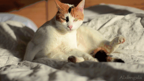 猫咪胆子太小怎么办，猫太胆小了怎么办（猫咪胆小不亲人怎么办）