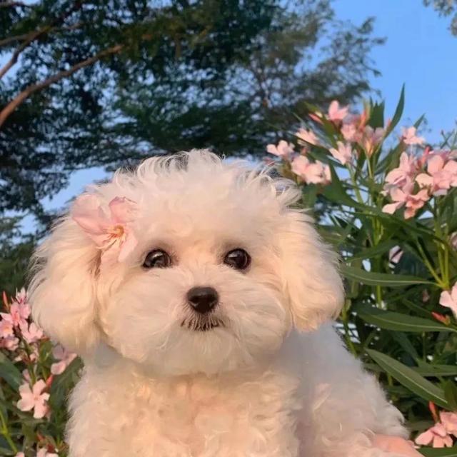 微信壁纸图片大全，微信背景图片（微信朋友圈背景图<60张>）