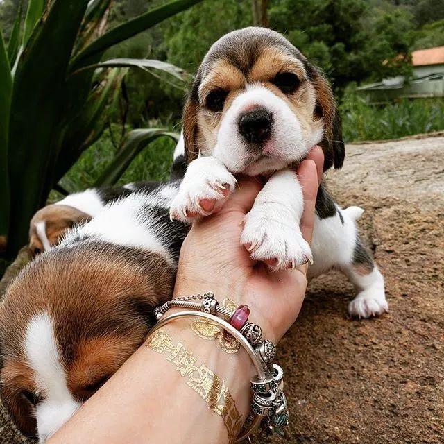 呆萌狗狗，呆萌狗狗道具（呆萌+有趣+憨厚图片）