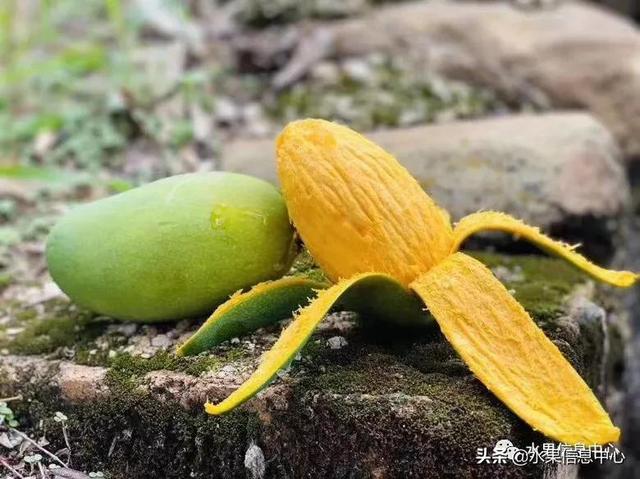 水仙芒果怎么才算熟了，水仙芒果怎么催熟（最好吃的芒果图鉴指南）