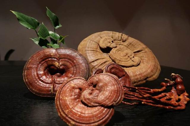 灵芝功效和禁忌，灵芝功效与作用及禁忌（灵芝是食品还是药品）