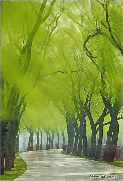 关于春天的诗歌，写给春天的诗歌仿写三年级（隔屏都感觉到了盎然生机与活力）