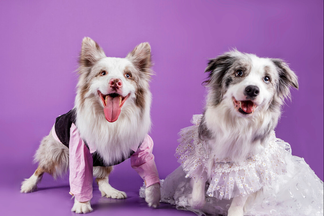 博美冬天掉毛是正常现象的吗，博美夏天掉毛正常吗（掉毛厉害的常见宠物犬）