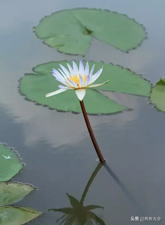 莲花的别称有哪些，莲花的别称有哪些拼音（ 太齐全太珍贵了）